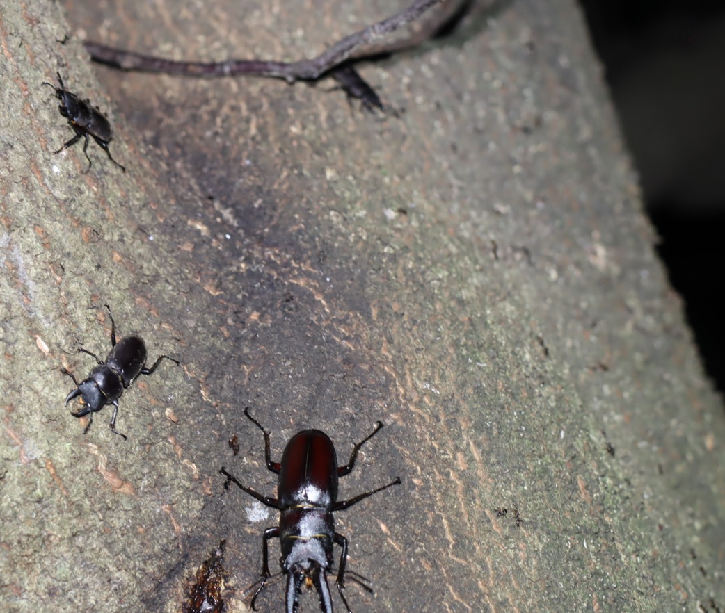 7箇所目（右側面-目線-上部拡大）_ノコギリクワガタ4♂、コクワガタ2♂_シラカシ_2023年7月4日20時 気温25.2度